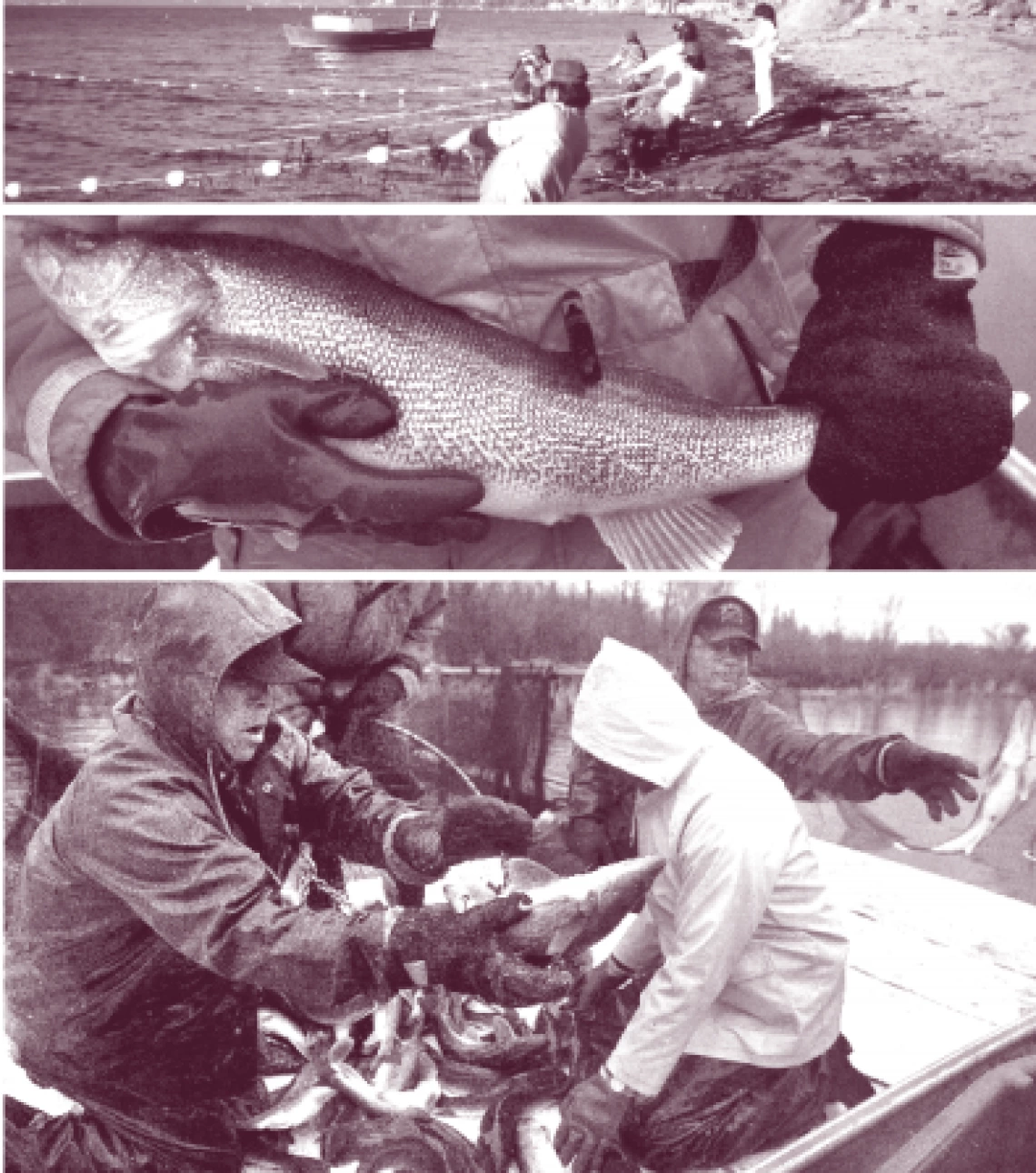 We Are the Stewards: Indigenous-Led Fisheries Innovation in North America