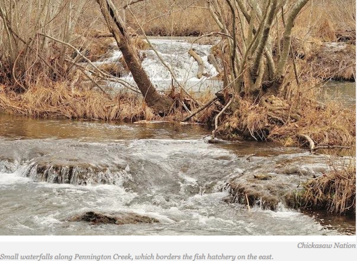 Chickasaw Fishery Saves Endangered Species While Sustaining Fishermen and Tourism