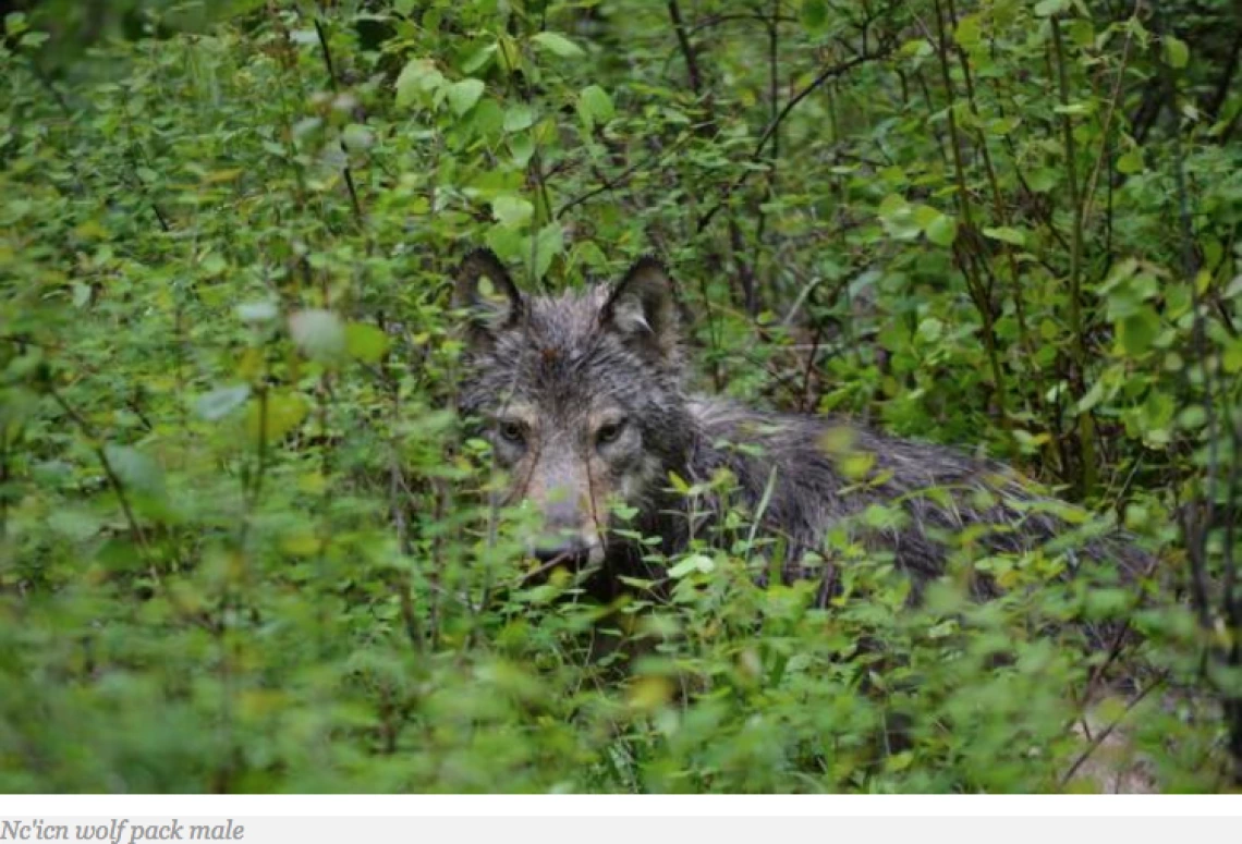 Colville Tribes Manage Wolves With Own Program