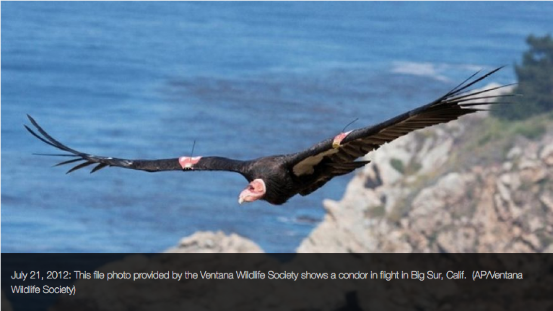 Yurok Tribe to release condors in California