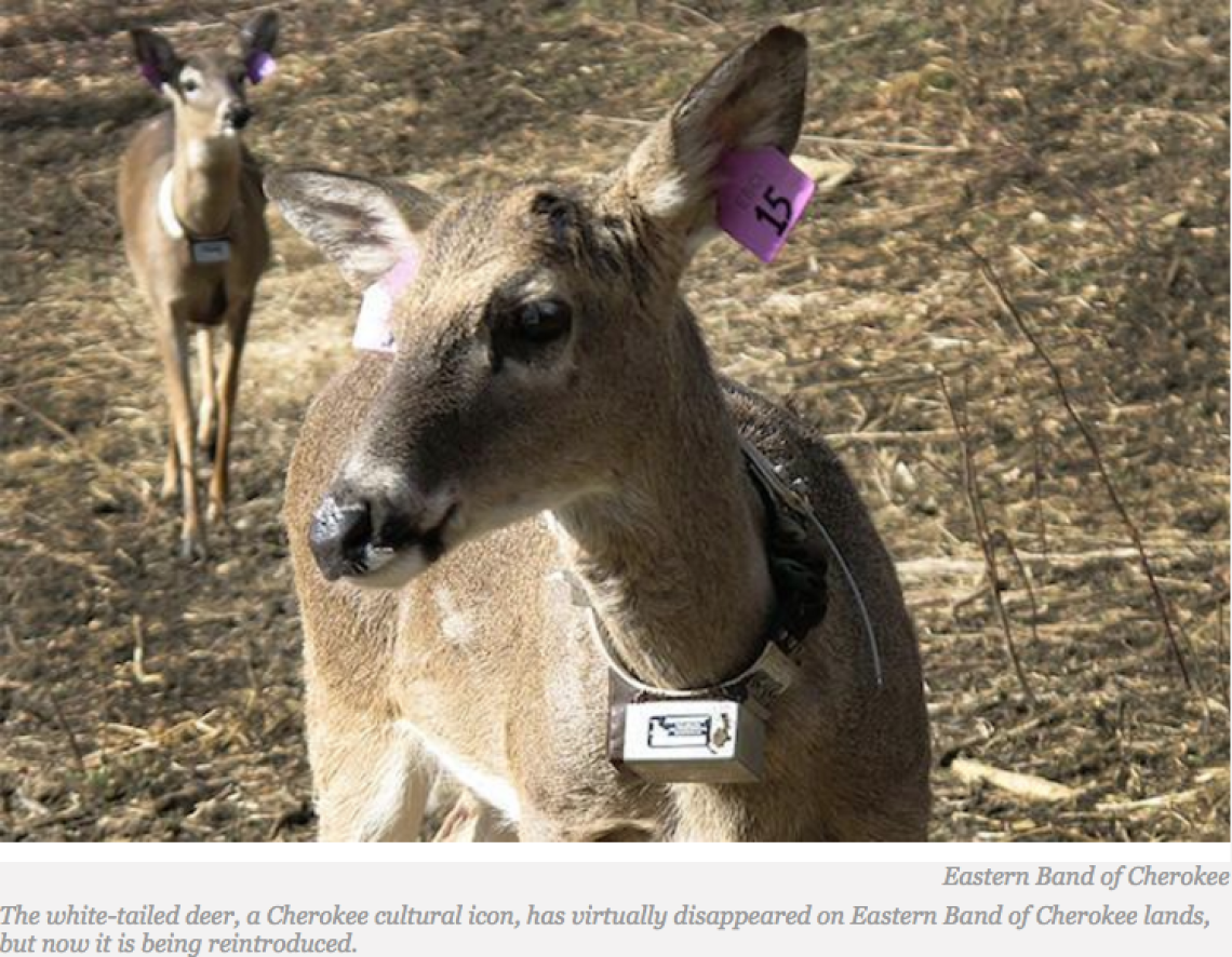 Eastern Band of Cherokee Replenishes Iconic White-Tailed Deer on Its Lands