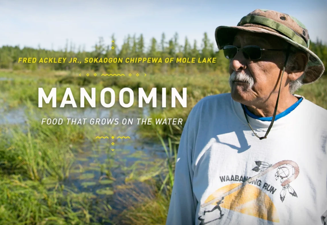 Fred Ackley Jr. from Sokaogon Chippewa Community of Mole Lake harvesting manoomin, or wild rice.